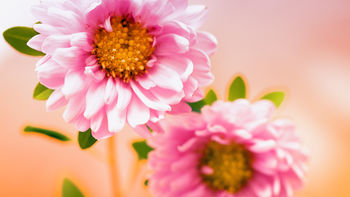 Pink Floral screenshot