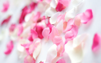 Pink Orchid Flowers screenshot