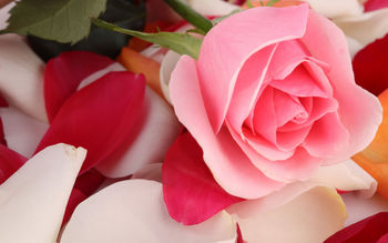 Pink Rose Beautiful screenshot