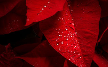 Poinsettia Red Leaves screenshot