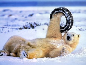 Polar Bear And Tire screenshot