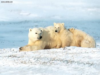Polar Bear Family screenshot