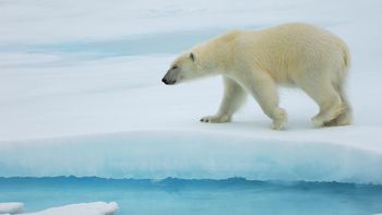 Polar Bear, Svalbard, Norwegian Arctic screenshot