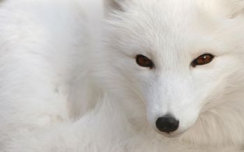 Polar Fox screenshot