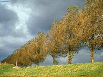 Poplars, Holland, The Netherlands screenshot