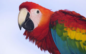 Profile of a Scarlet Macaw screenshot