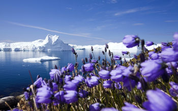 Purple Arctic Flowers screenshot