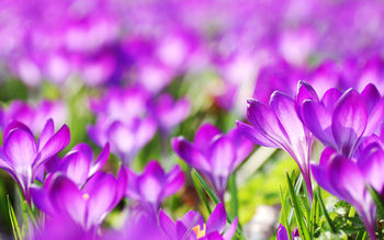 Purple Crocus Flowers screenshot