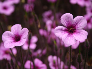 Purple Flowers screenshot