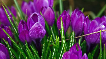Purple Strange Flowers screenshot
