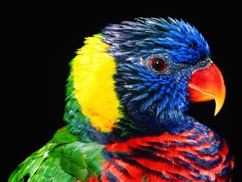 Rainbow Lorikeet Bird screenshot