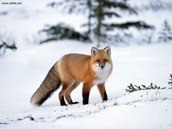 Red Fox In Winter screenshot