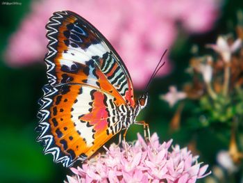 Red Lacewing Butterfly screenshot