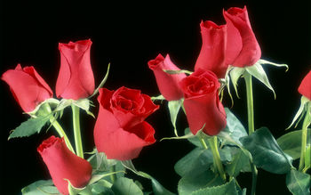 Red Roses Flowers screenshot