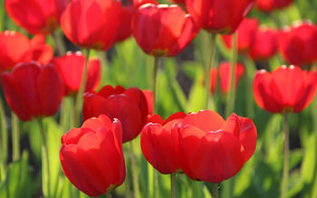 Red Tulips 4K screenshot