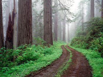 Redwood National Park California screenshot