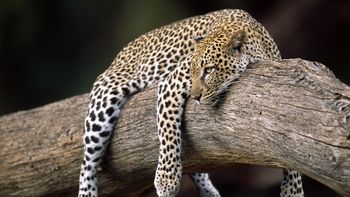 Resting Leopard, Buffalo Springs National Reserve, Kenya, Africa screenshot