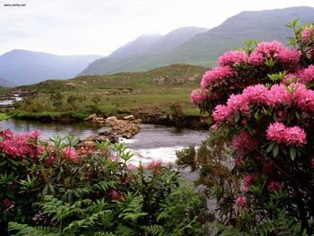 Rhododendrons Bloom Along The River Bundorragha Ireland screenshot