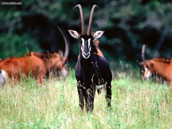 Sable Antelope Herd screenshot