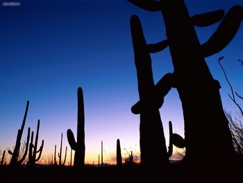 Saguaro National Park Arizona screenshot