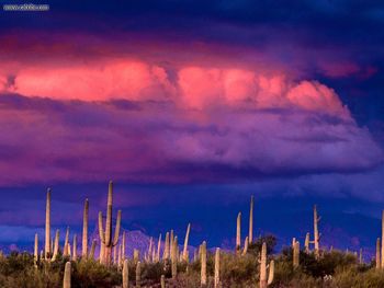 Saguaros And The Spring Storm Saguaro National Monument Arizona screenshot