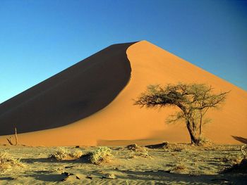 Sand Dunes And Acacia Tree, Namib Desert, Namibia screenshot