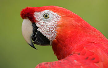 Scarlet Macaw Portrait Amazon screenshot