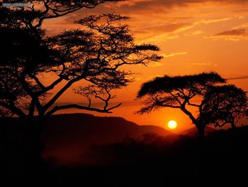 Serengeti National Park Sunset Tanzania screenshot