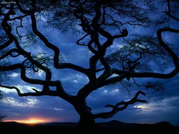 Serengeti National Park, Tanzania screenshot