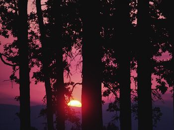 Setting Sun Through The Forest Trees screenshot