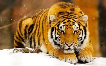 Siberian Snow Tiger screenshot