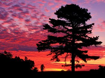 Silhouetted Pine At Sunset, Kentucky screenshot