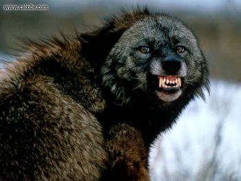 Snarling Wolf Montana screenshot
