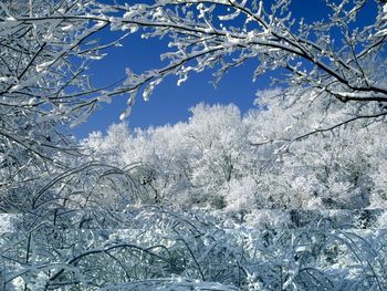 Snow Covered Trees, Percy Warner Park, Nashville, Tennessee screenshot