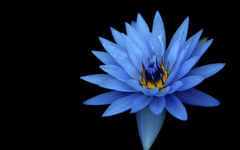 Sony Xperia Z Stock Blue Flower screenshot