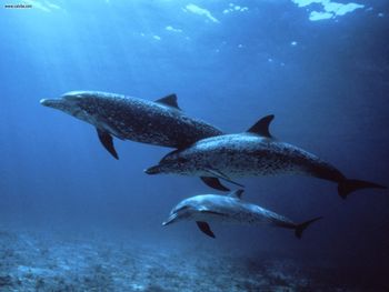 Spotted Dolphins Bahamas screenshot