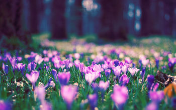 Spring Flower Park screenshot