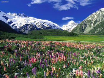 Spring Meadow Mount Cook New Zealand screenshot