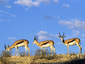 Springboks, Kgalagadi Transfrontier Park, Kalahari, South Africa screenshot
