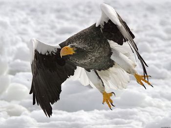 Stellers Sea Eagle screenshot