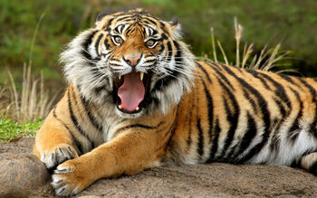 Sumatran Dangerous Tiger screenshot