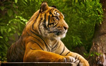 Sumatran Tiger screenshot