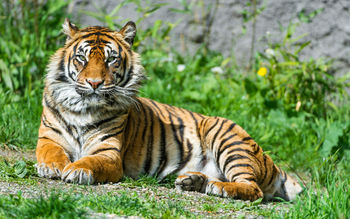 Sumatran Tigress 4K screenshot