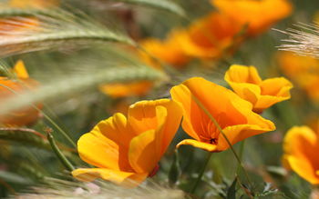 Summer Flowers screenshot