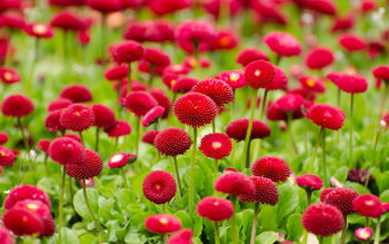 Summer Red Flowers screenshot