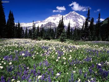 Summer Wildflowers Mount Rainier Washington screenshot