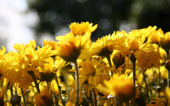 Sun Flowers Belt screenshot