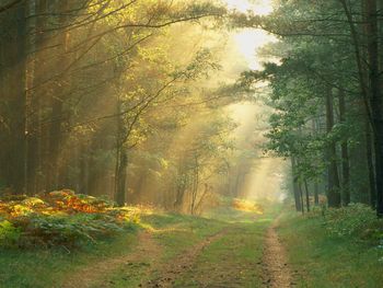 Sun Rays In The Forest, Germany screenshot