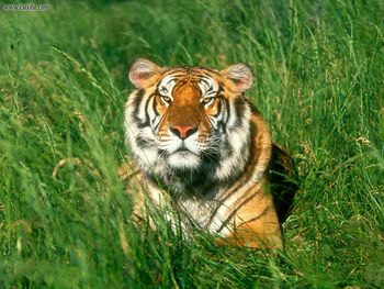 Sunbather Bengal Tiger screenshot