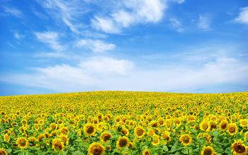 Sunflower Landscape screenshot